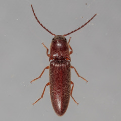 Dipropus simplex