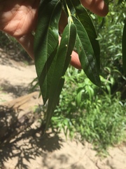 Salix × speciosa