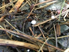 Resinomycena