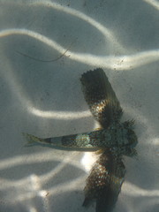 Dactylopterus volitans