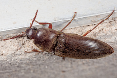 Diplostethus texanus