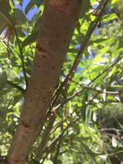 Salix × speciosa