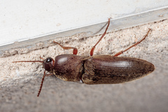 Diplostethus texanus