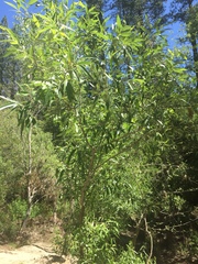 Salix × speciosa