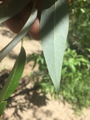 Salix × speciosa