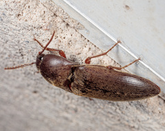 Diplostethus texanus
