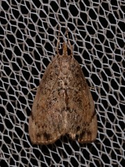 Crocidolomia suffusalis