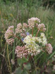 Hylotelephium maximum ruprechtii