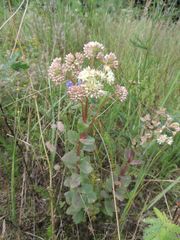 Hylotelephium maximum ruprechtii