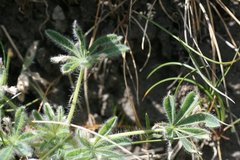 Lupinus densiflorus densiflorus