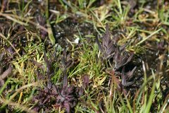 Castilleja victoriae
