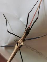 Pseudophasma phthisicum