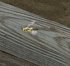 Stictia