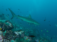 Carcharhinus galapagensis