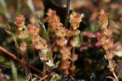 Crassula connata erectoides