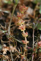 Crassula connata erectoides