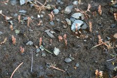 Crassula connata erectoides