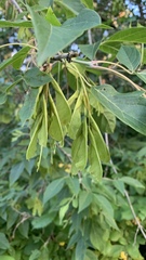 Acer negundo