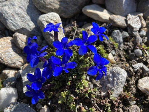 Image of Gentiana terglouensis by (c) Fabien Anthelme, some rights reserved (CC BY-SA)