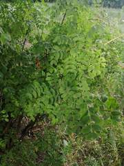 Caragana arborescens