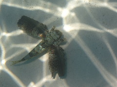 Dactylopterus volitans