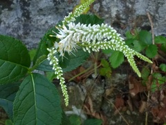 Veronicastrum virginicum