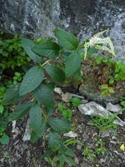 Veronicastrum virginicum