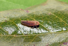 Thamnotettix exemtus