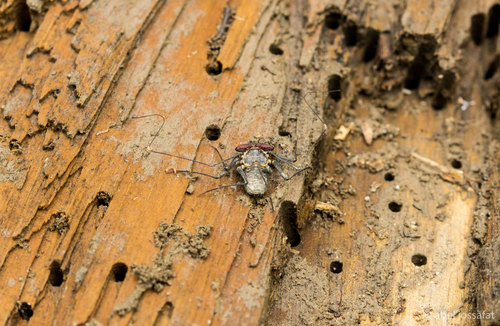 Phrynus operculatus