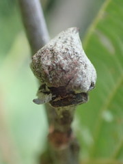 Dasineura serrulatae