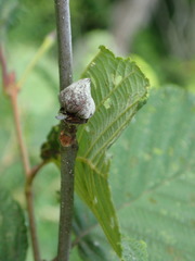 Dasineura serrulatae