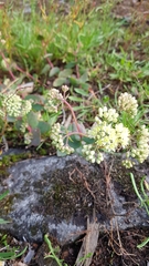 Hylotelephium maximum