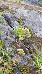 Hylotelephium maximum