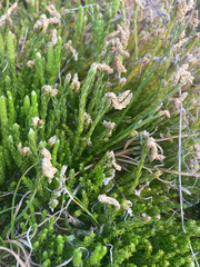 Diphasiastrum alpinum