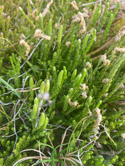 Diphasiastrum alpinum