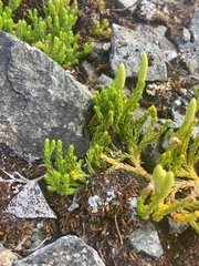 Diphasiastrum alpinum
