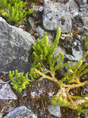 Diphasiastrum alpinum