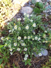 Stellaria dichotoma