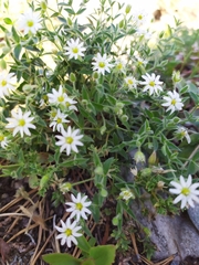 Stellaria dichotoma