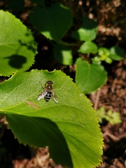 Eristalis nemorum