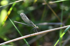 Calopteryx splendens