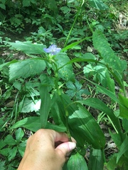 Tradescantia subaspera