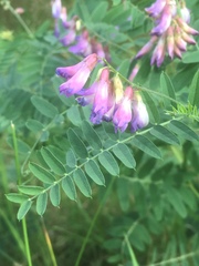 Vicia cassubica