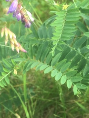 Vicia cassubica