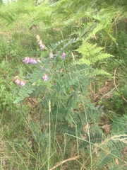 Vicia cassubica
