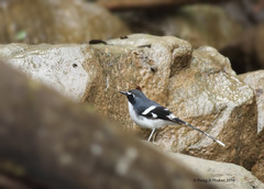 Enicurus schistaceus