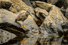 Nycticorax nycticorax obscurus