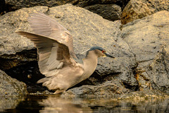 Nycticorax nycticorax obscurus
