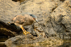 Nycticorax nycticorax obscurus