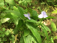 Tradescantia subaspera